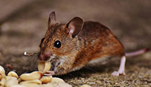 24 Hour & Emergency Exterminators in Muskegon, MI